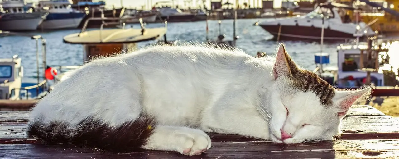 Cat park will be built in Cyprus