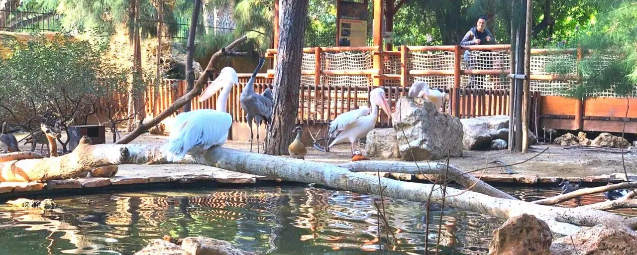 Limassol zoo will close for good?
