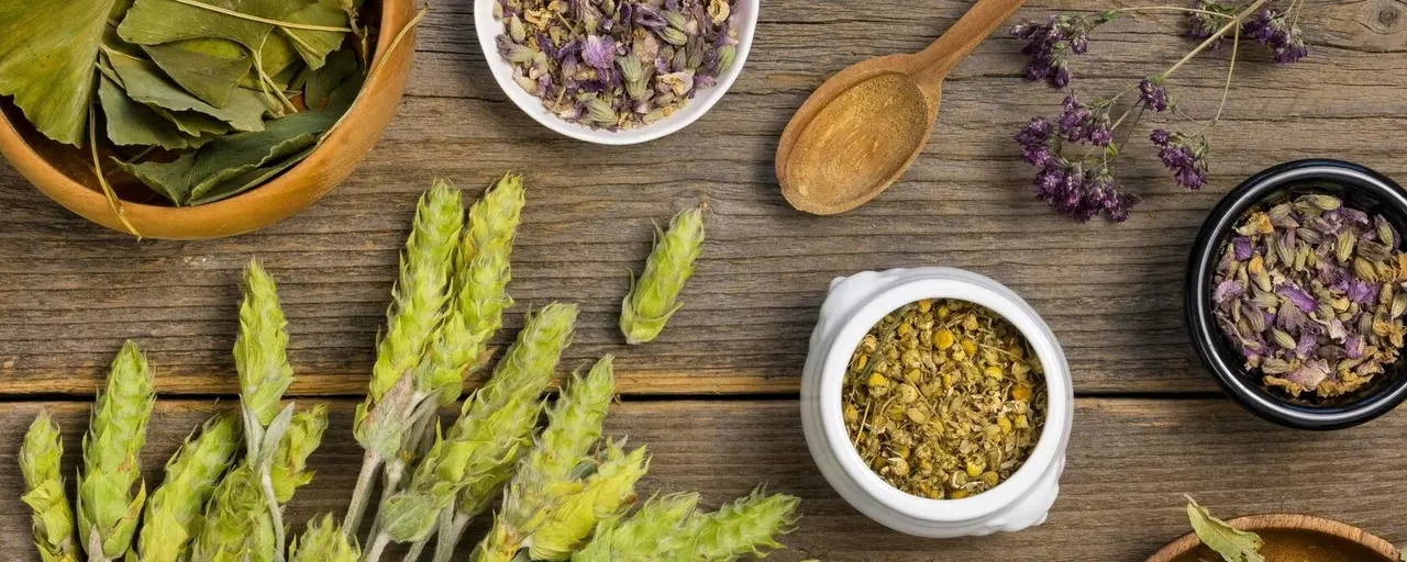 5 Wild Plants Commonly Foraged in Cyprus