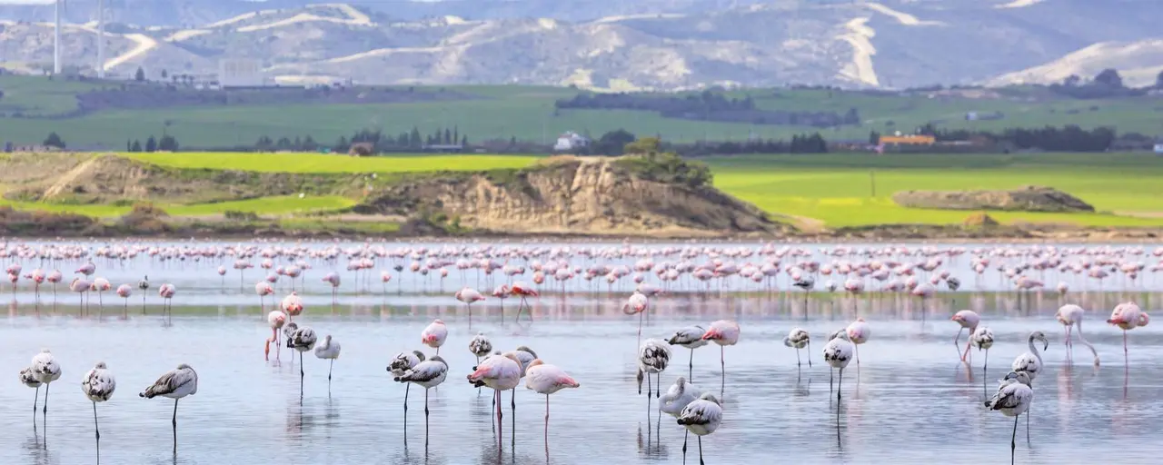 A New Hotel to be Built on Larnaca Salt Lake