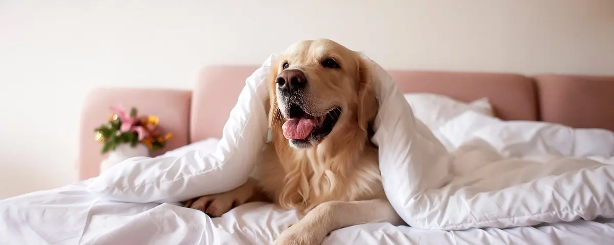 44 Hotels and Tourist Properties in Cyprus That Welcome Guests with Pets