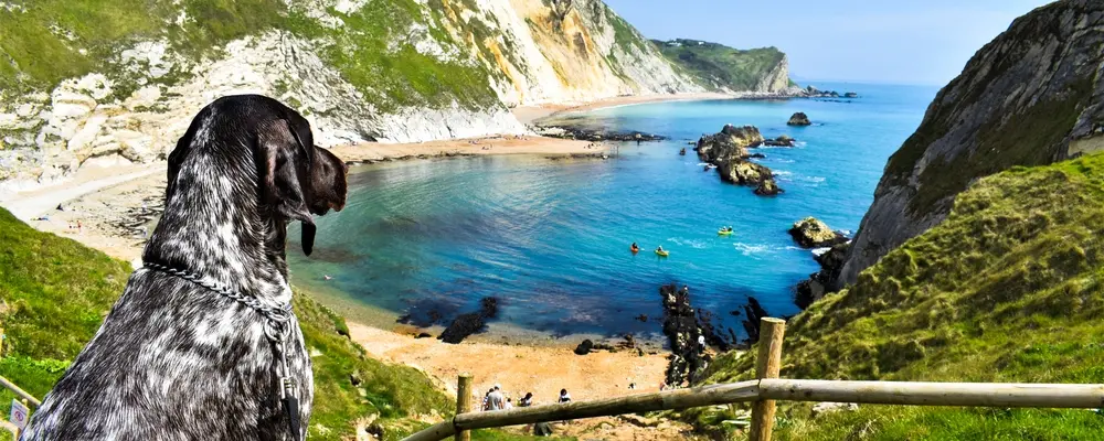 Cyprus through the eyes of a pet — where to walk your dog, where pets are allowed
