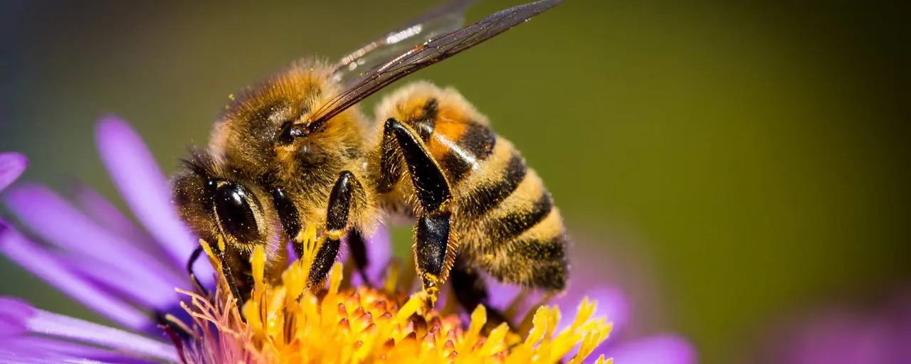 Unique Bee Park Opens in Cyprus
