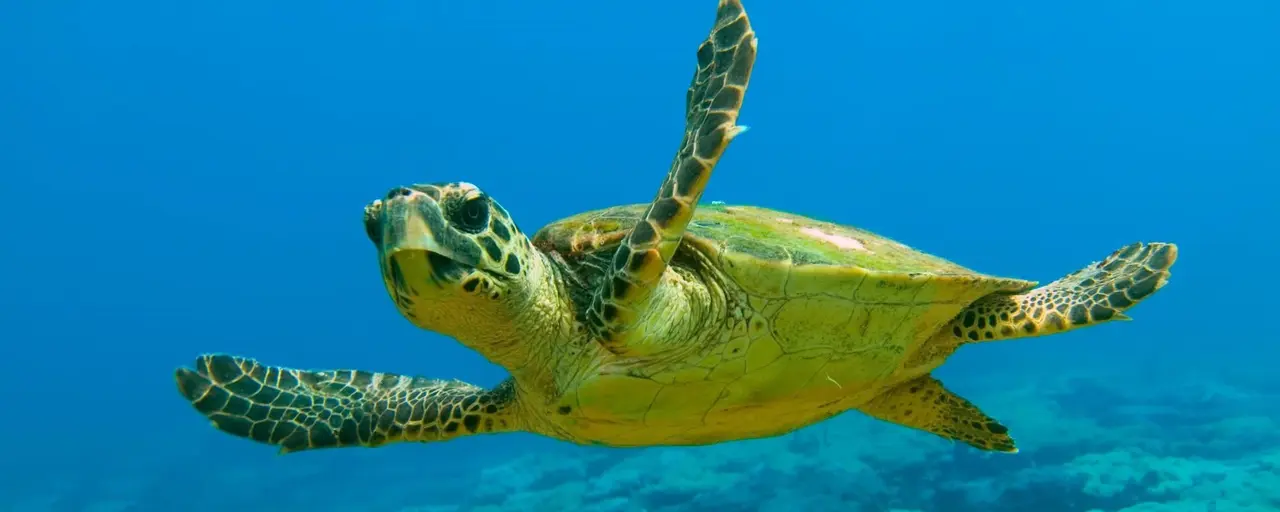 Где можно увидеть морских черепах на Кипре — лучшие пляжи и полезные советы
