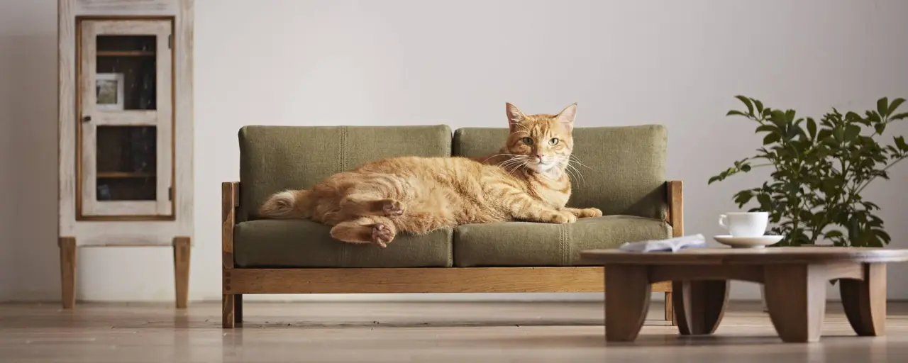 Is it worth renting your apartment to tenants with pets in Cyprus?