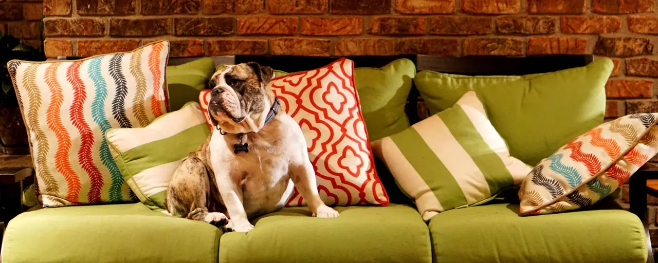 Pets in Cyprus: how to protect furniture and teach pets not to spoil it?