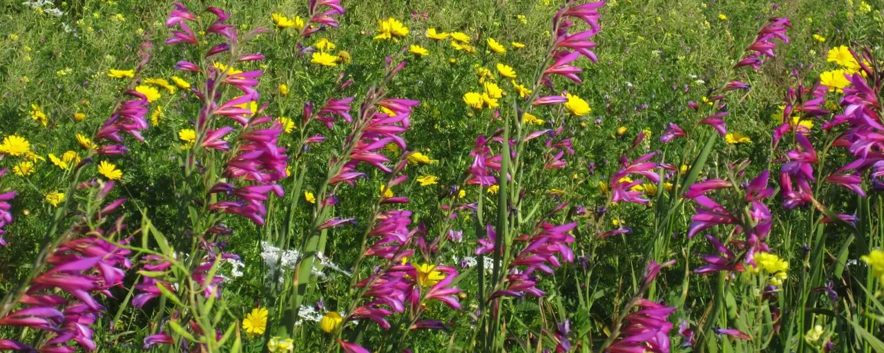 Blooming Cyprus: What Wildflowers Can You See on the Island in May?