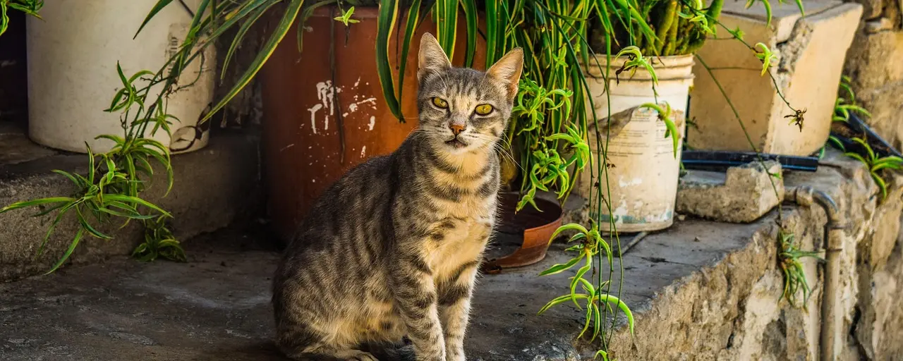 Why Are There So Many Cats in Cyprus? Unraveling the Mystery