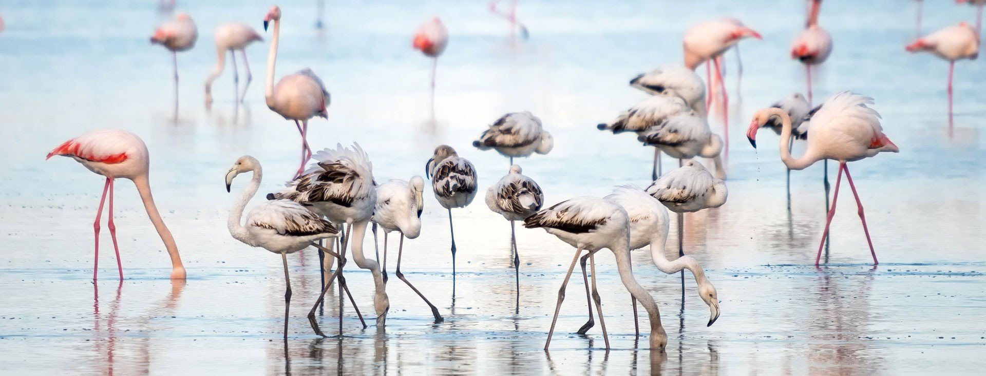 Where to See Flamingos in Cyprus — Best Spots for Birdwatching