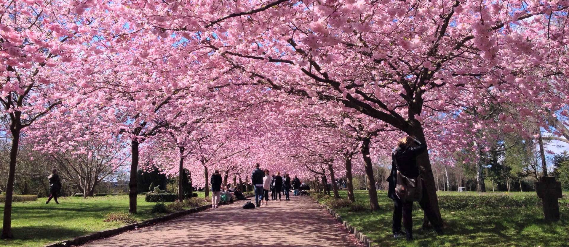 Sakura Park To Be Built in Cyprus