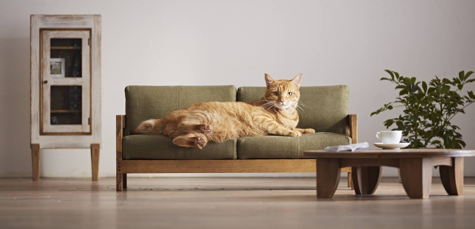 Is it worth renting your apartment to tenants with pets in Cyprus?