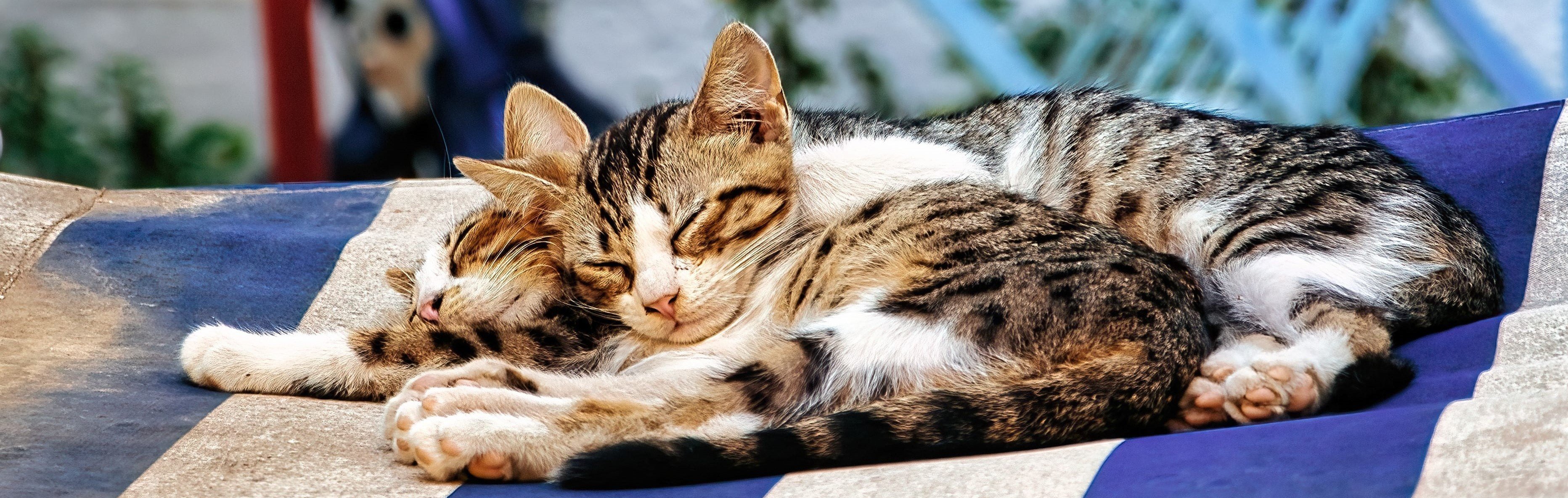 Cats in Cyprus — why are there more cats than people in Cyprus?