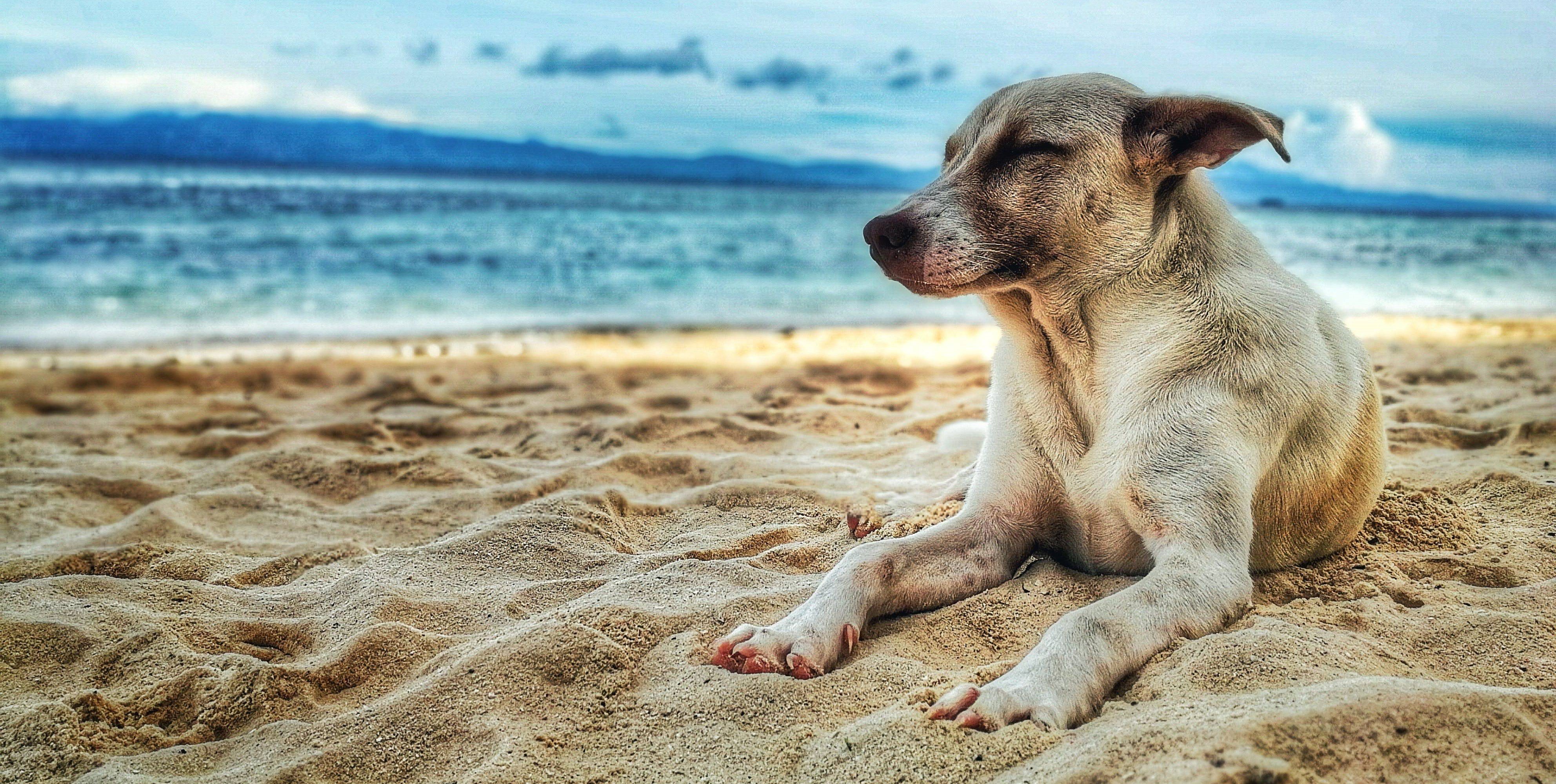 The best places to live with your dog in Larnaca