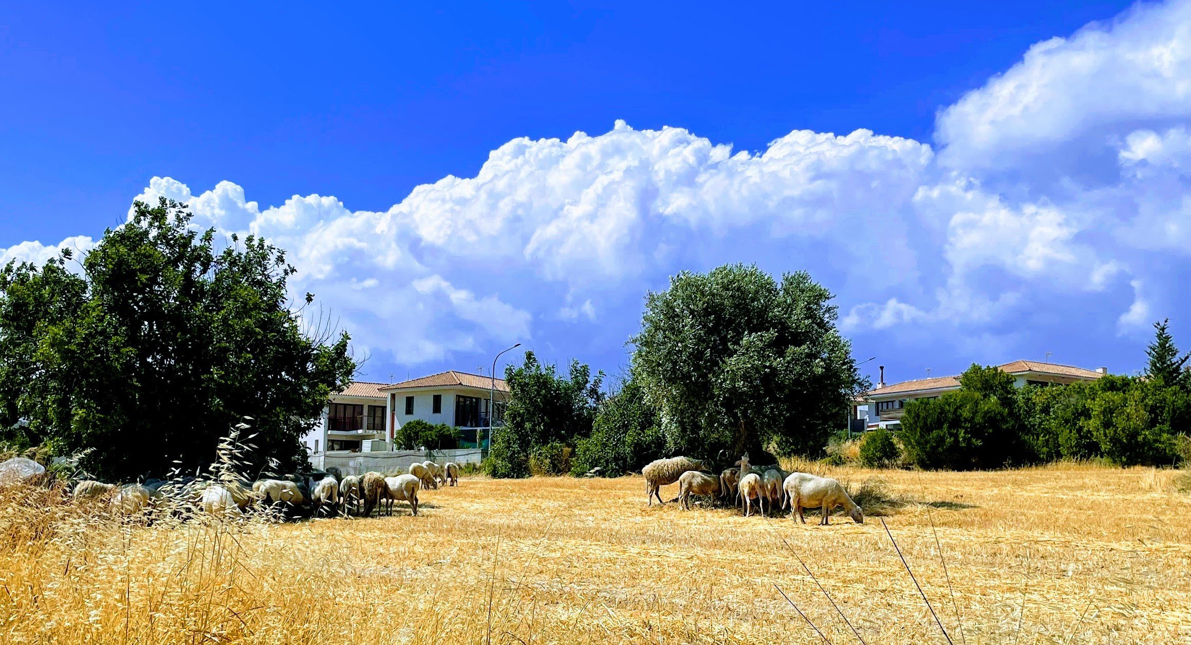 Cyprus leases out over 15 million m2 of state-owned land
