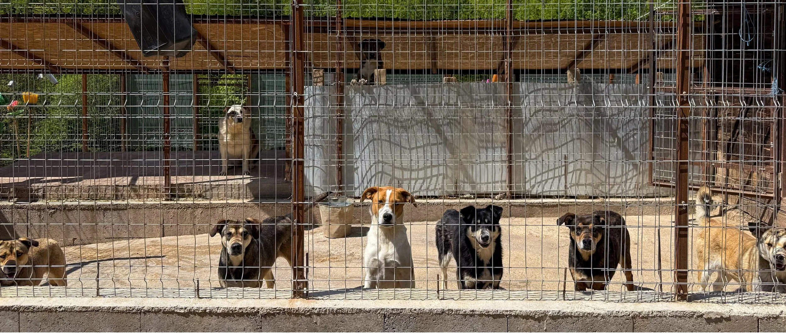 How to Become a Volunteer in Cyprus and Help Save Animals in 2026