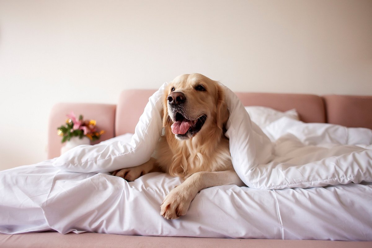 44 Hotels and Tourist Properties in Cyprus That Welcome Guests with Pets