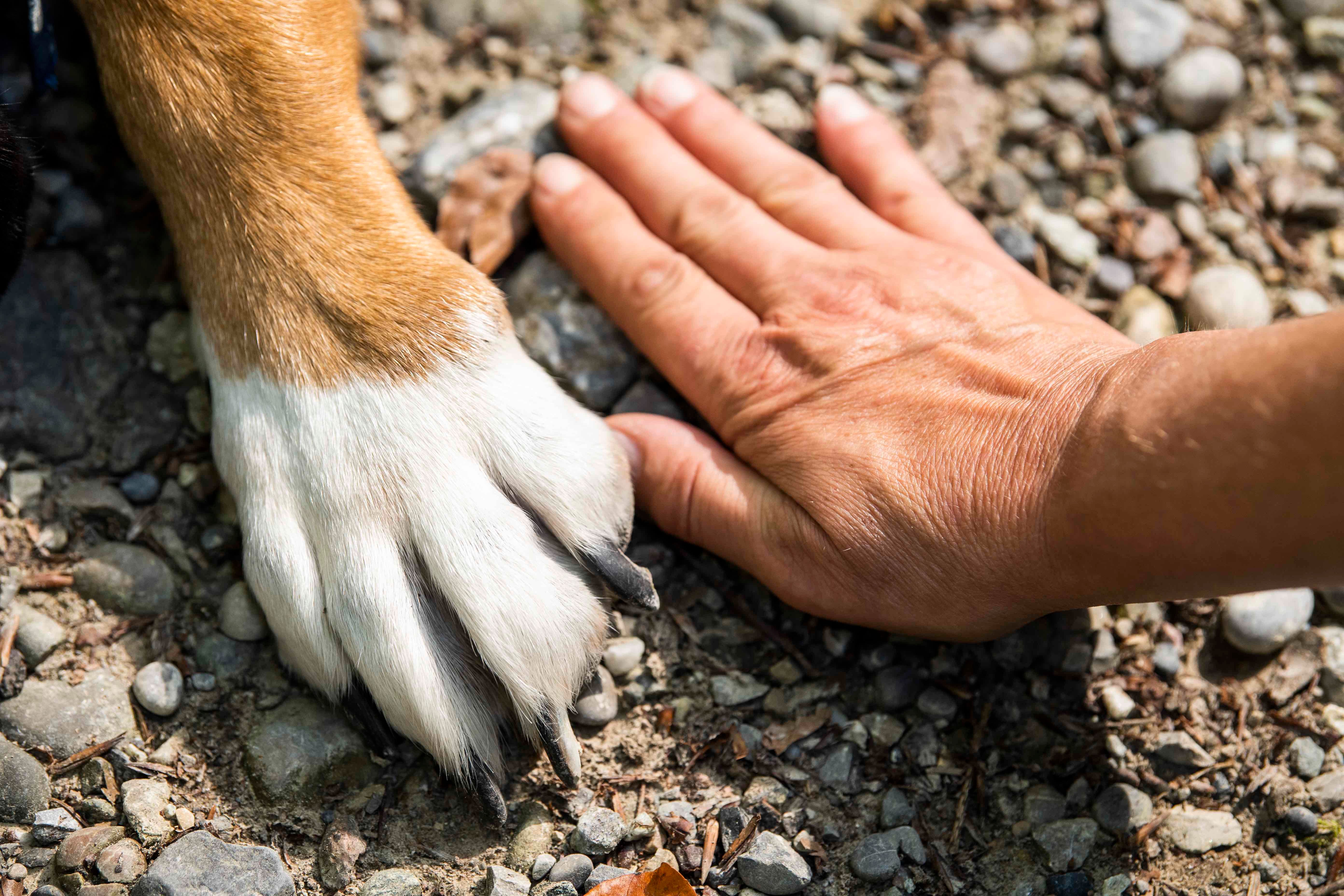 The Quest for Pet-Friendly Rentals