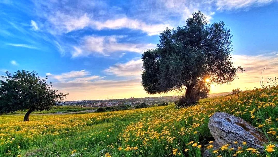 Volume of Land and Field Transactions in Cyprus Exceeds €360 Million
