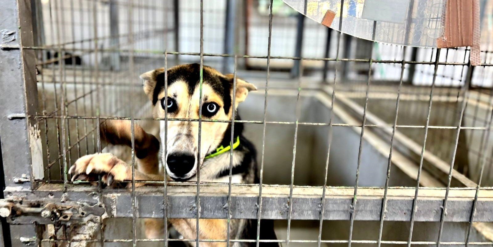 A Modern Municipal Shelter for Stray Dogs to Be Built in Limassol