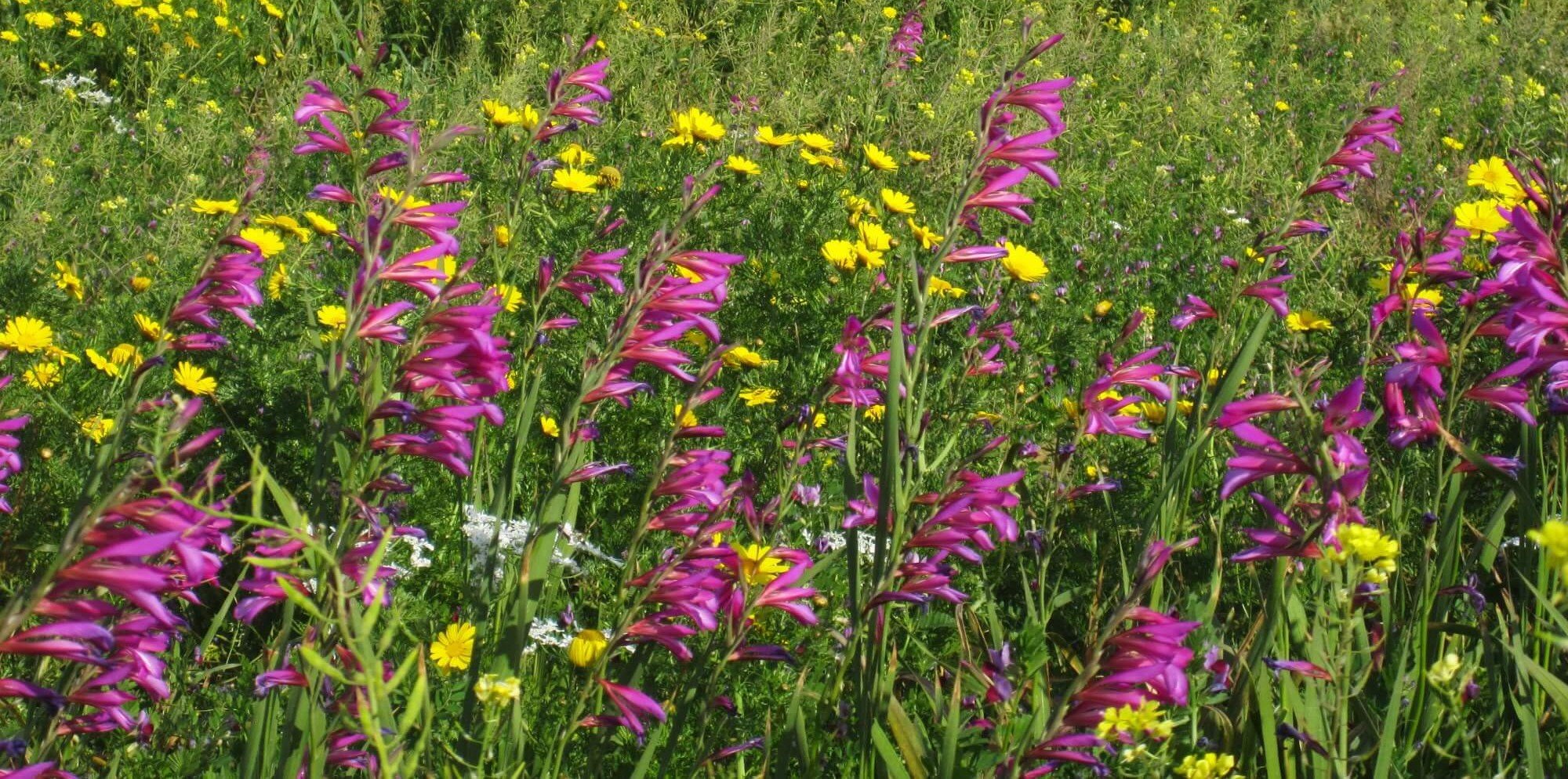 Blooming Cyprus: What Wildflowers Can You See on the Island in May?