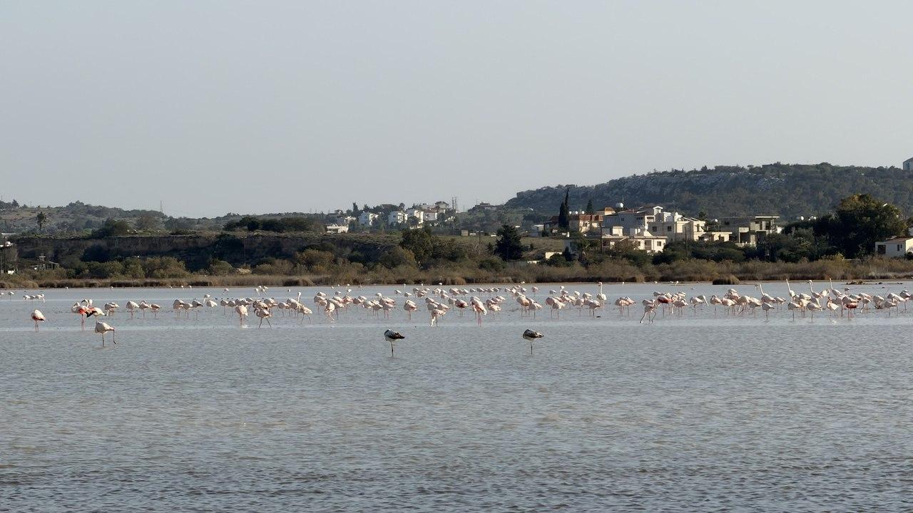 Территорию вокруг озера Паралимни облагородят
