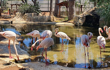 Будущее зоопарка Лимассола под большим вопросом