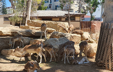 Limassol zoo to be converted into animal park