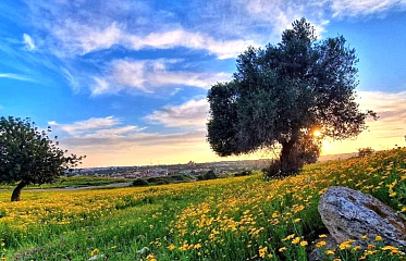 Объем сделок с земельными участками и полями на Кипре превысил 360 млн евро