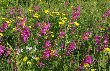 Blooming Cyprus: What Wildflowers Can You See on the Island in May?
