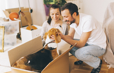 Rental property in Cyprus and pets