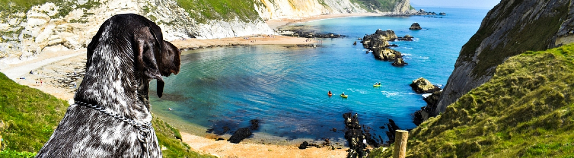 Cyprus through the eyes of a pet — where to walk your dog, where pets are allowed