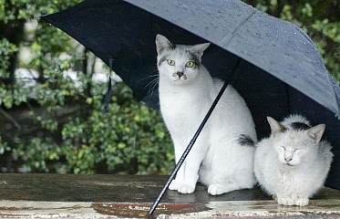 Rainy Day in Cyprus? Top Things to Do & See!