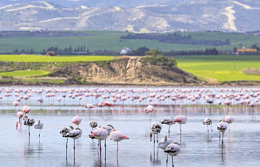 A New Hotel to be Built on Larnaca Salt Lake