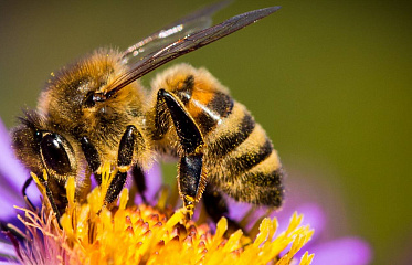 Unique Bee Park Opens in Cyprus