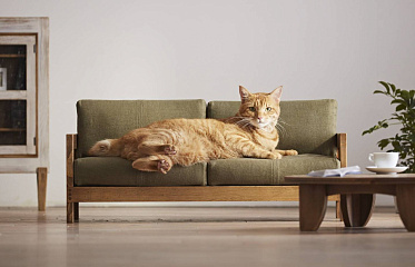 Is it worth renting your apartment to tenants with pets in Cyprus?