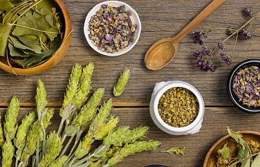 5 Wild Plants Commonly Foraged in Cyprus