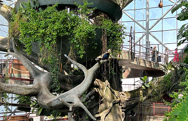 A Real Tropical Rainforest in the Middle of the Desert