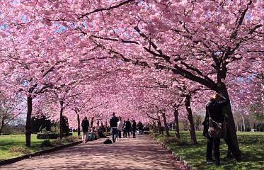Sakura Park To Be Built in Cyprus