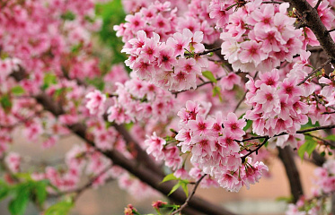 На Кипре приступили к созданию потрясающего «Парка сакуры»