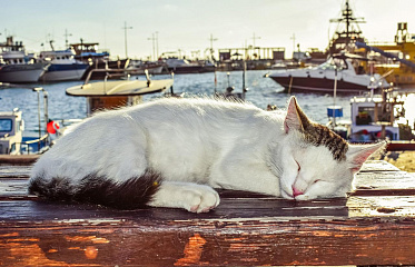 Cat park will be built in Cyprus