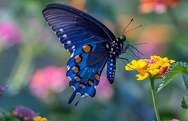 Nature Observatory to be Opened in Suburbs of Paphos