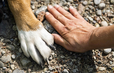 Квест аренда «Pet-friendly» жилья