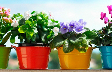 What Indoor Plants Shouldn't Be Kept in an Apartment in Cyprus?