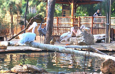 Limassol zoo will close for good?