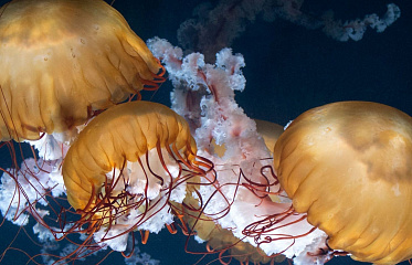 Опасные обитатели кипрского побережья: кто действительно представляет риск?