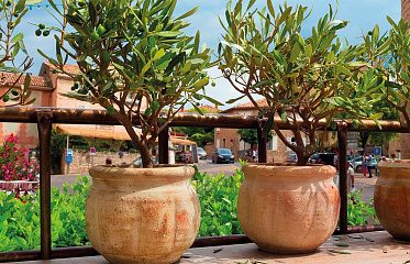 Olive Tree in the Interior in Cyprus
