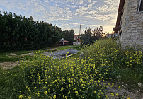 Фото 41