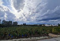 Photo 44