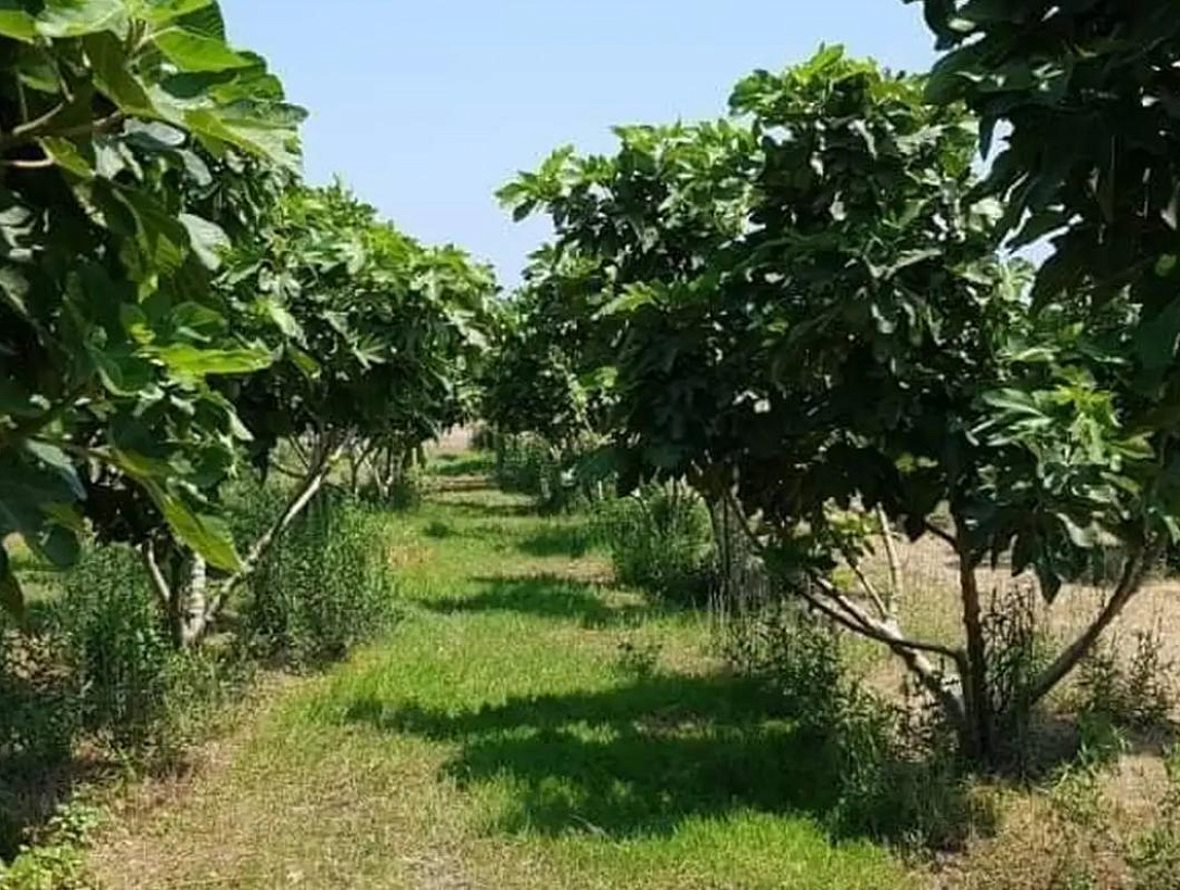 Земля в Ларнаке