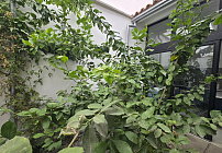 Photo 41